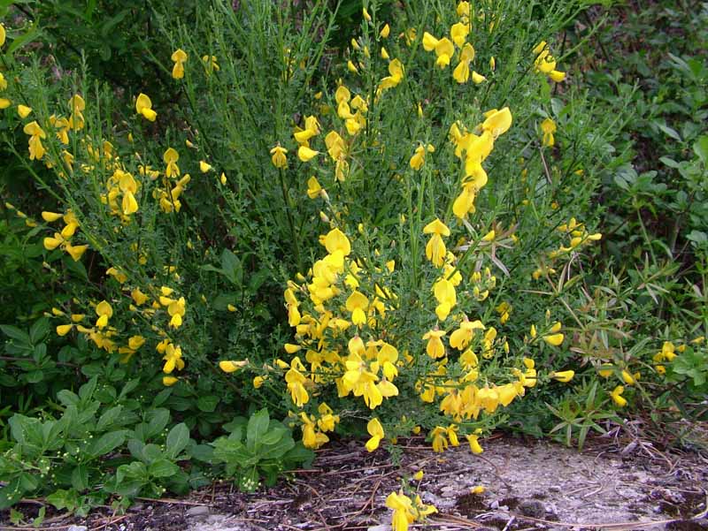 Ginestra - no, Calicotome cfr. villosa